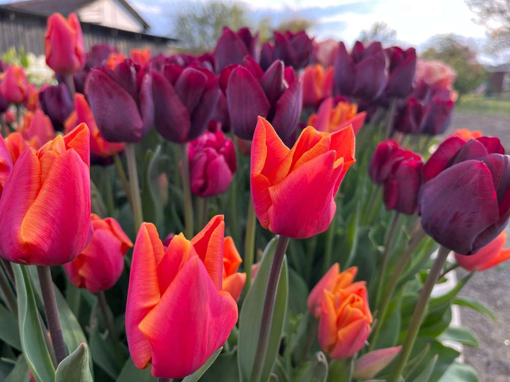 Tulppaanisekoitus 'Hugo'